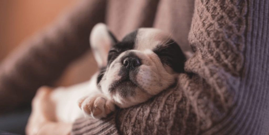 New puppy – will I ever sleep again?